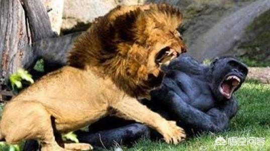 藏獒和狮子打架视频爱奇艺:一只成年藏獒可以打得过同体型的老虎吗？为什么？