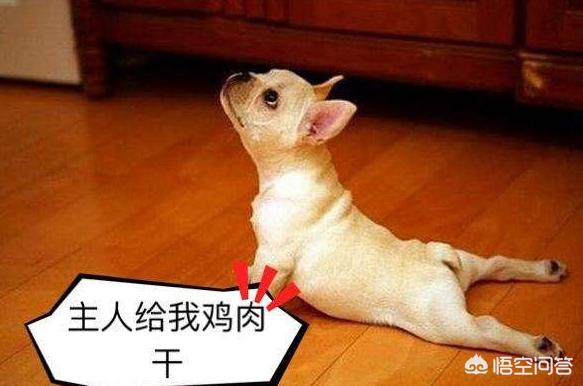 罗威纳幼犬到家:刚到家的小狗为什么放笼子养会更好？