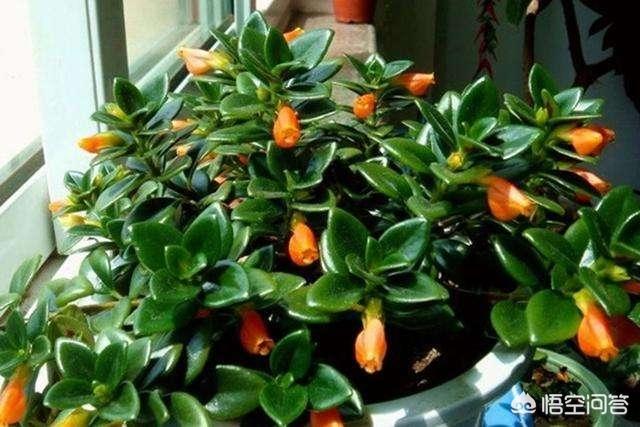 盆景植物金鱼草怎么养:金鱼花怎么不长不开花怎么办？