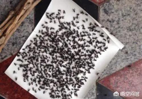 苍蝇太多怎么消灭最好:在农村怎么能快速把苍蝇消灭？
