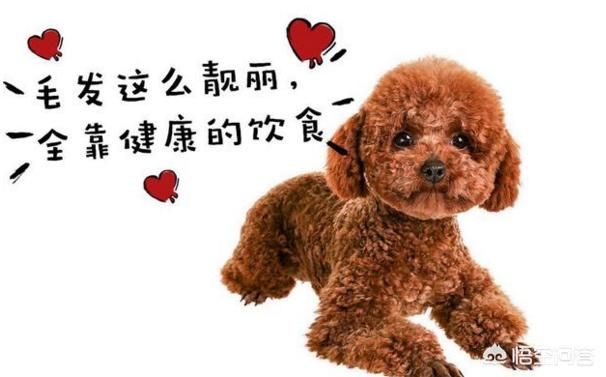 泰迪狗和贵夫人狗图片价格表:泰迪犬是越贵越纯种吗？还需要看什么地方去判断吗？