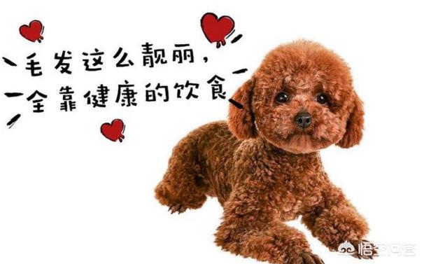 中型泰迪犬多少钱一只:喂养一只泰迪一个月大概要花费多少钱？