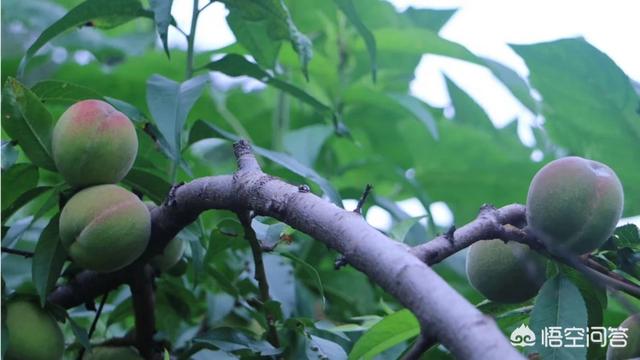 介壳虫图片:危害桃的介壳虫有哪几种？如何防治？