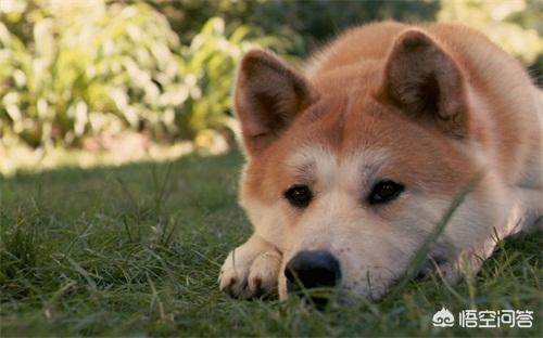 秋田蕗有什么用:秋田蕗中国的分布 秋田犬尿频尿急是常见的吗，秋田犬为什么会尿频尿急？