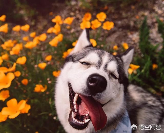 乐山犍为哈士奇吧:哈士奇会守家吗？有小偷它会知道吗？