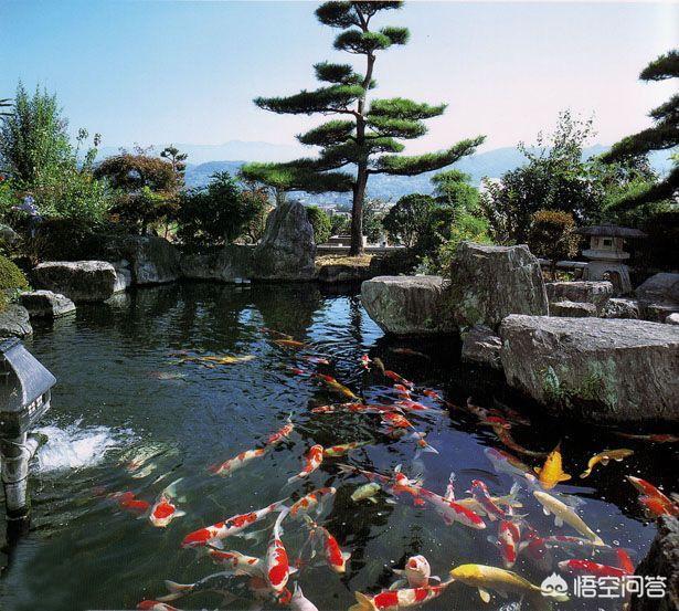水族疾病防治:观赏鱼的水霉病预防比治疗重要的多，我们该如何预防呢？