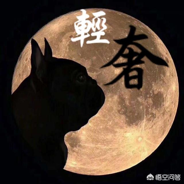 训犬教程:如何训狗练扑咬？目标犬：马犬，五个月？