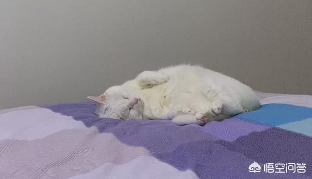 愤怒的猫咪下载:为什么主人上厕所，猫都是喜欢跟着进去？