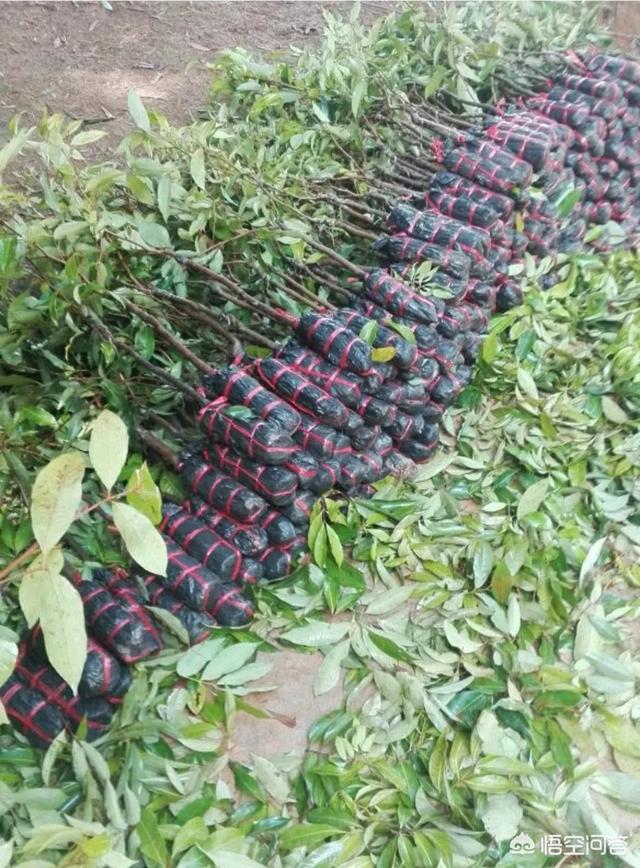 壮阳果树苗批发，为什么农村集市上所购买的果树苗，很难种活
