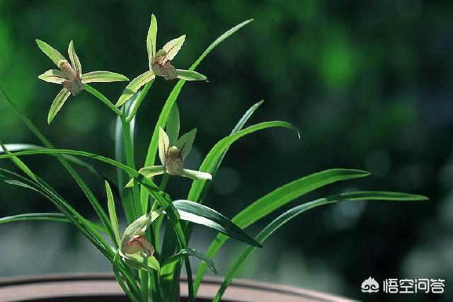 建兰吧:建兰大凤素上盆时，芦头是埋入植料中还是露出植料表面好？