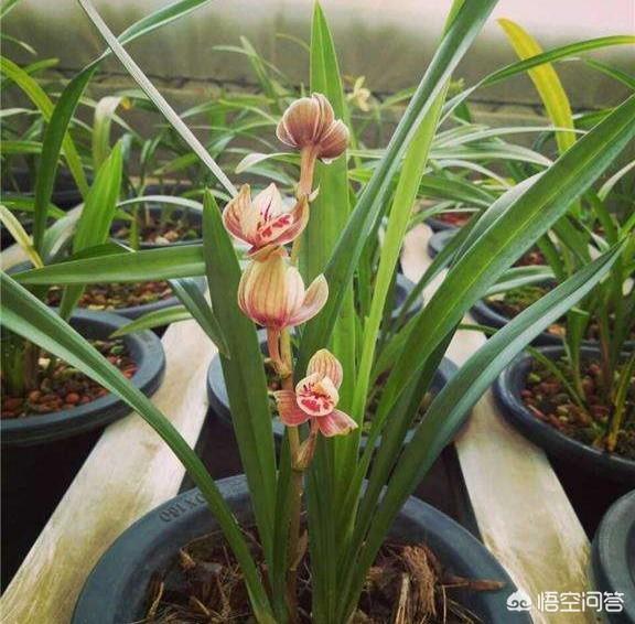 建兰吧:建兰大凤素上盆时，芦头是埋入植料中还是露出植料表面好？