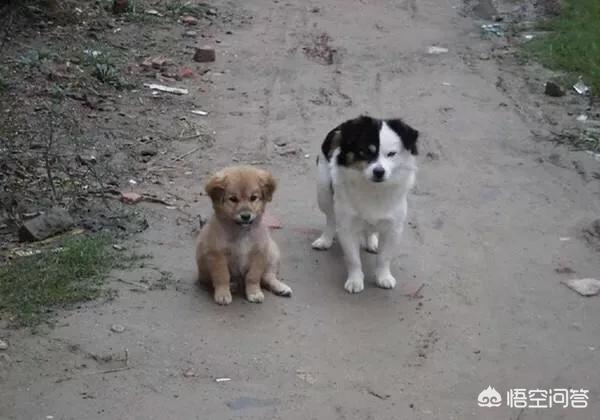 犬饲先生养狗记开始的小狗:为什么农村人现在不愿意养狗，是什么原因造成的？