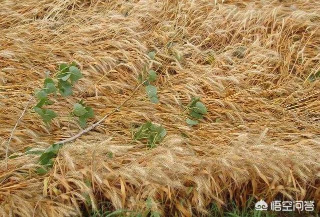 甲哌鎓使用方法分享，通过什么有效措施预防或者减轻小麦的倒伏情况