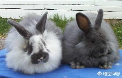 巨型安哥拉兔长毛兔:安哥拉长毛兔患上了耳螨正常吗？