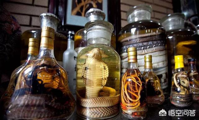 金钱白花蛇:蛇泡酒真的有功效吗？泡出来的酒是什么成分有人研究过吗？
