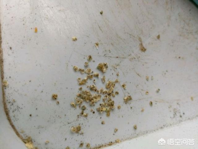 夏威夷为什么会长白斑:为什么夏威夷果壳内壁一半白一半咖啡色？