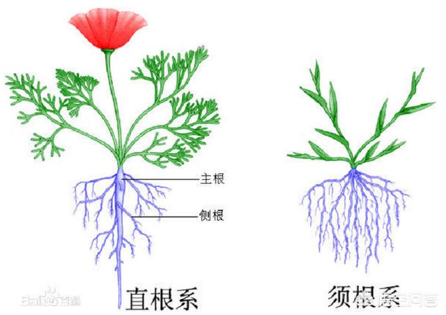 种植草莓要如何养好草莓的根
