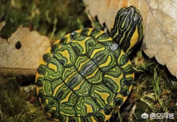 巴西龟冬眠:巴西龟冬眠起来要做什么？