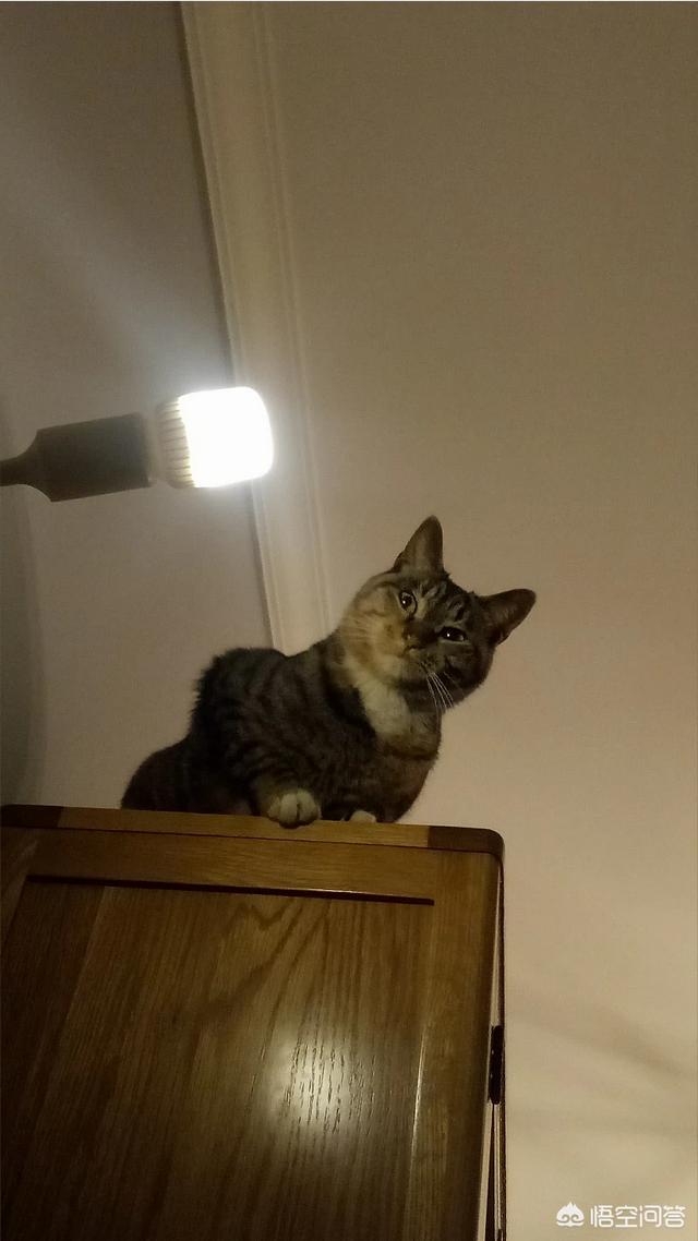 中国狸花猫在国外:狸花猫的性格分析与如何饲养？