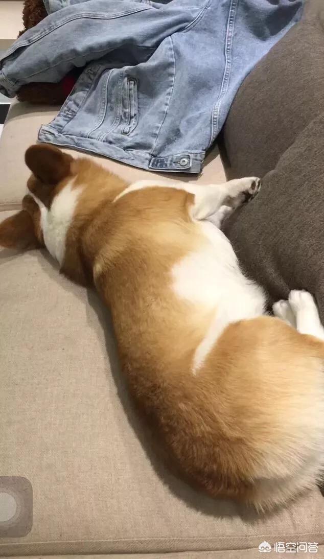 古牧犬掉毛吗:古牧幼犬是黑色毛长大了会变成灰色吗？
