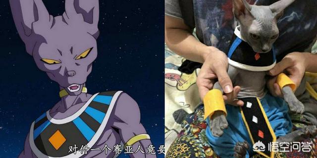 母狗般的老师在线观看:你见过龙珠真人版“cosplay”吗？觉得怎么样？