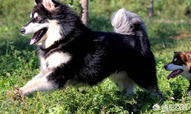 东台市阿拉斯加克利凯犬视频选犬:阿拉斯加狗狗是大点的贵还是小点的贵？应该如何选择？