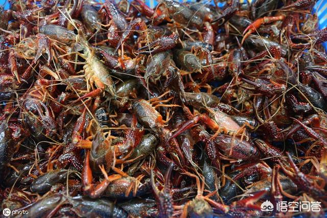 小龙虾产地是哪里，野生小龙虾一般都会在什么地方？