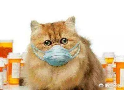 猫咪尿频尿急尿不尽用什么药:猫咪尿频尿少吃什么药合适 头条的朋友们我家猫咪这两天频繁去厕所还尿不出来应该吃什么药？