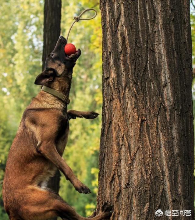 比利时马犬和德牧:马犬和德牧，哪个犬种更优秀？