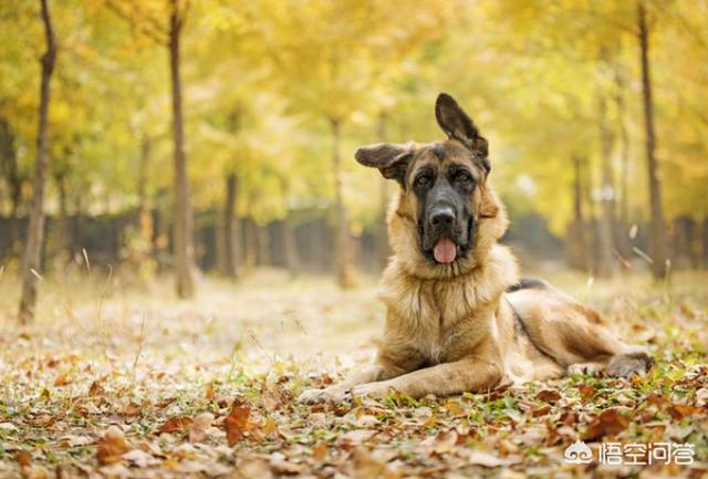 比利时马犬和德牧:专家进，德牧和马犬哪个好？