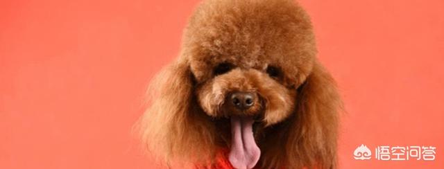 狗狗美容主人可以在旁边吗:主人对泰迪犬做什么事，可能会伤害到你们之间的感情？