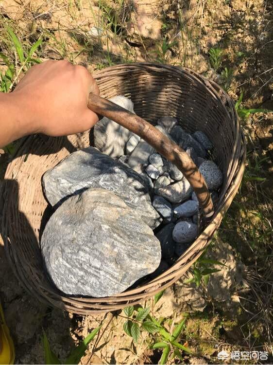 生态鱼缸制作:做个雨林缸多少钱?如何设计一个喜欢的雨林缸款式?