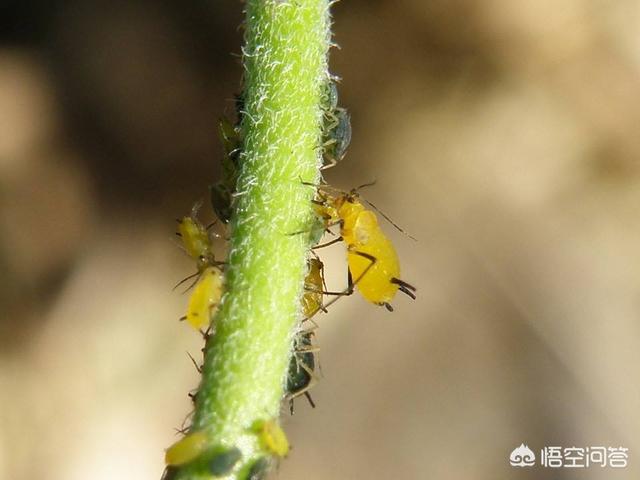 绿宝树 蚜虫:花椒蚜虫打什么农药耐的时间长？