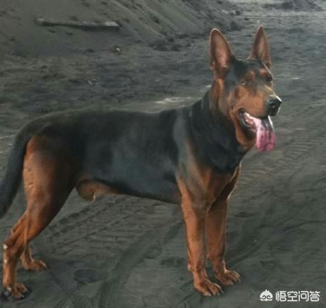 黑狼犬和杜高犬打架视频:我国哪种狼犬杀伤性最强？为什么？