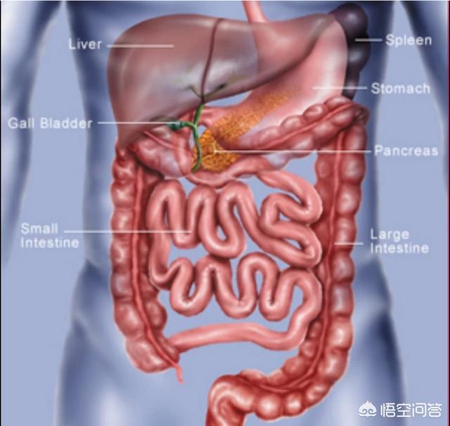 消化系统常见疾病和治疗药物:消化系统常见疾病的诊治 小儿家庭备用药有哪些？什么作用，求推荐？