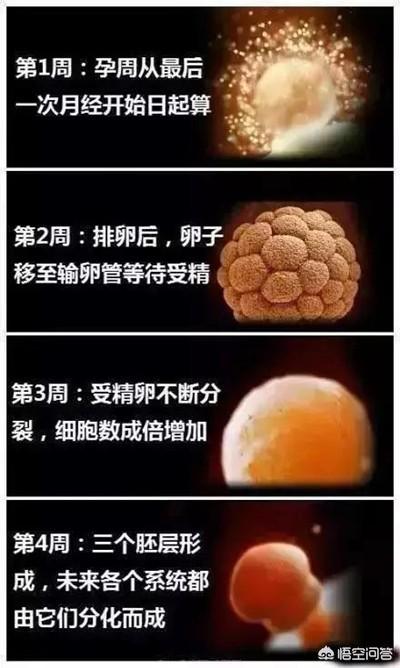 怀孕多久胎儿发育成型 月光下醉酒的回答 头条问答