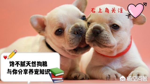 八哥狗好养吗近30天搜索趋势:巴哥犬好养吗？它有哪些缺点呢？