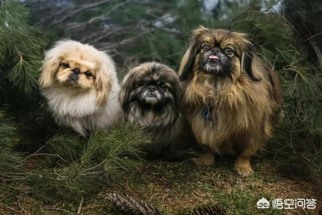 北京犬:京巴犬（北京犬）是什么情况？
