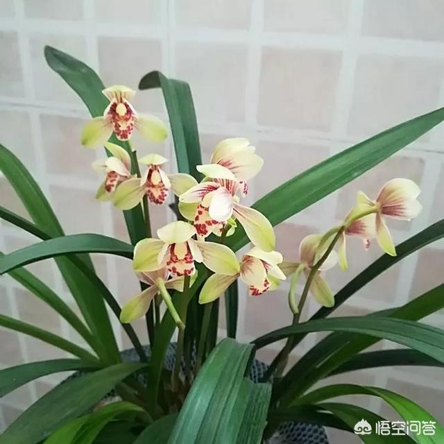 建兰:建兰该怎么养？多久才能开花？