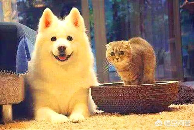 大型狗的生殖器官尺寸:狗科跟猫科的动物互相结合能产仔吗？是否违背生物规律？