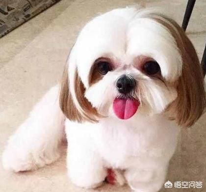 西施犬说明文:西施犬有泪痕算不算病，西施犬泪痕是病吗？