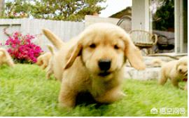 怎样训练金毛狗狗学习等待:家里有只金毛，该如何训练技能？
