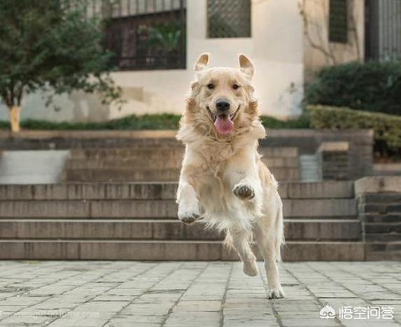 怎样训练金毛狗狗学习等待:家里有只金毛，该如何训练技能？