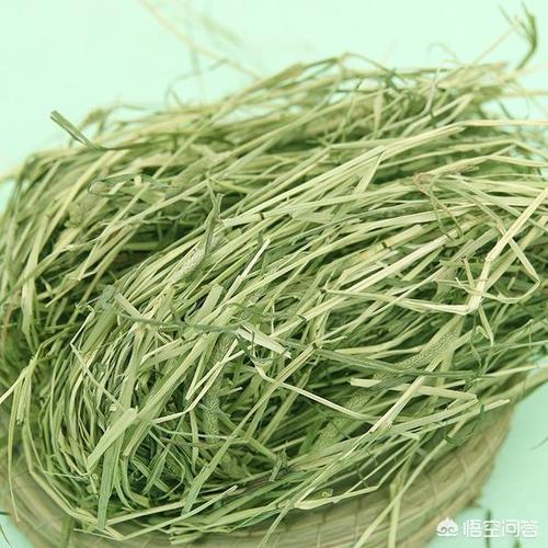 兔球虫病的症状:如何自查自己养的兔子是否患有球虫病？