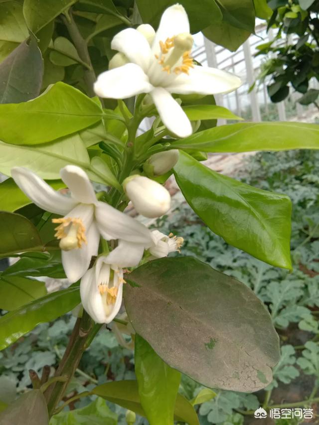 头条问答 - 河北地区能种植丑橘吗?怎么种植比较好?(6个回答)