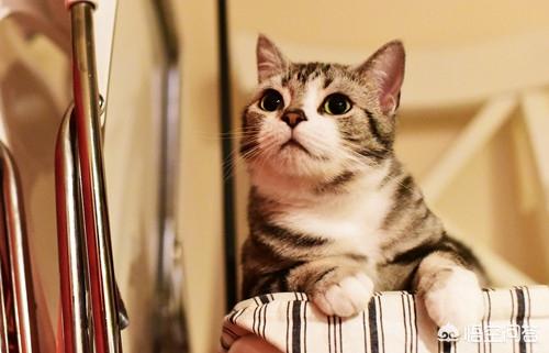 卡尔特猫的猫窝里面很臭:猫为什么在猫窝拉尿，猫尿在窝里后怎么去味呢？ 卡尔特猫长得大吗求回答