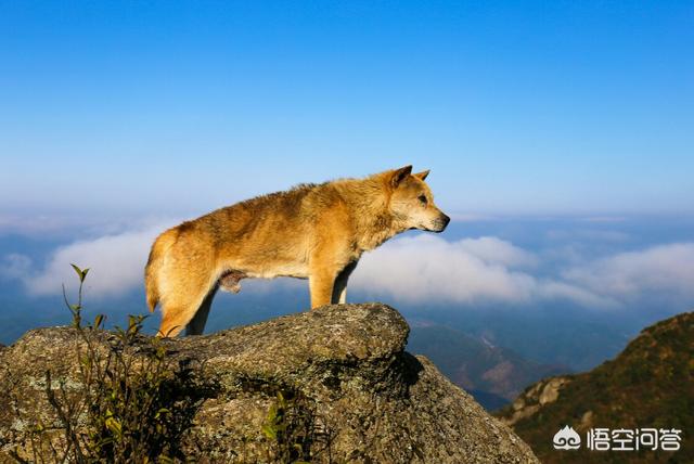 西摩犬聪明不聪明:在农村，黑色土狗是不是比棕色土狗更聪明？ 葡萄牙犬聪明不聪明