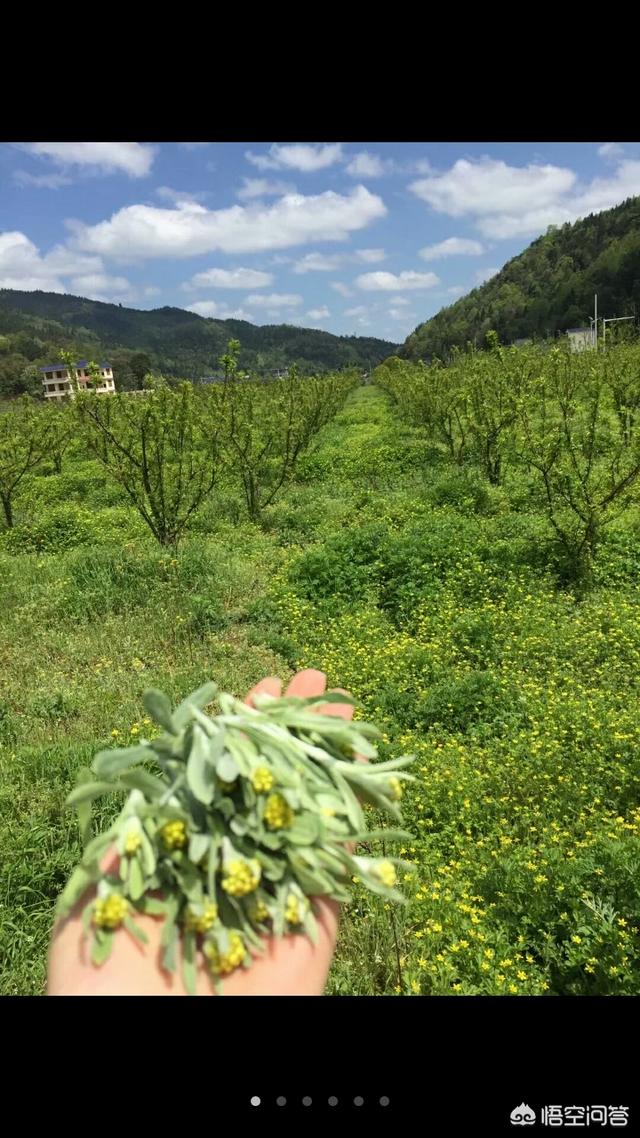 还有谁特别想吃小时候野菜做的主食？