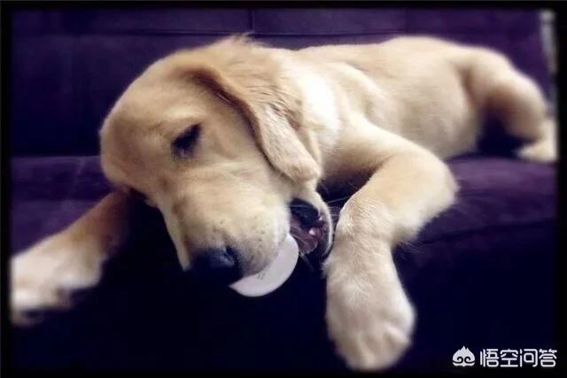 金毛幼犬的狗粮怎么选:金毛吃什么狗粮好，有哪些不太贵的推荐？