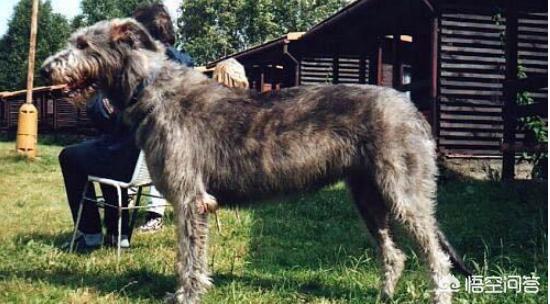 爱尔兰猎狼犬多高:世界上最大的是犬种可以和最小的犬种杂交吗？ 爱尔兰猎狼犬肩高